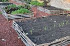 Sweet Chestnut Border Panels