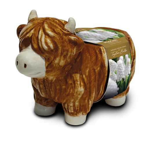 Novelty Highland Cow