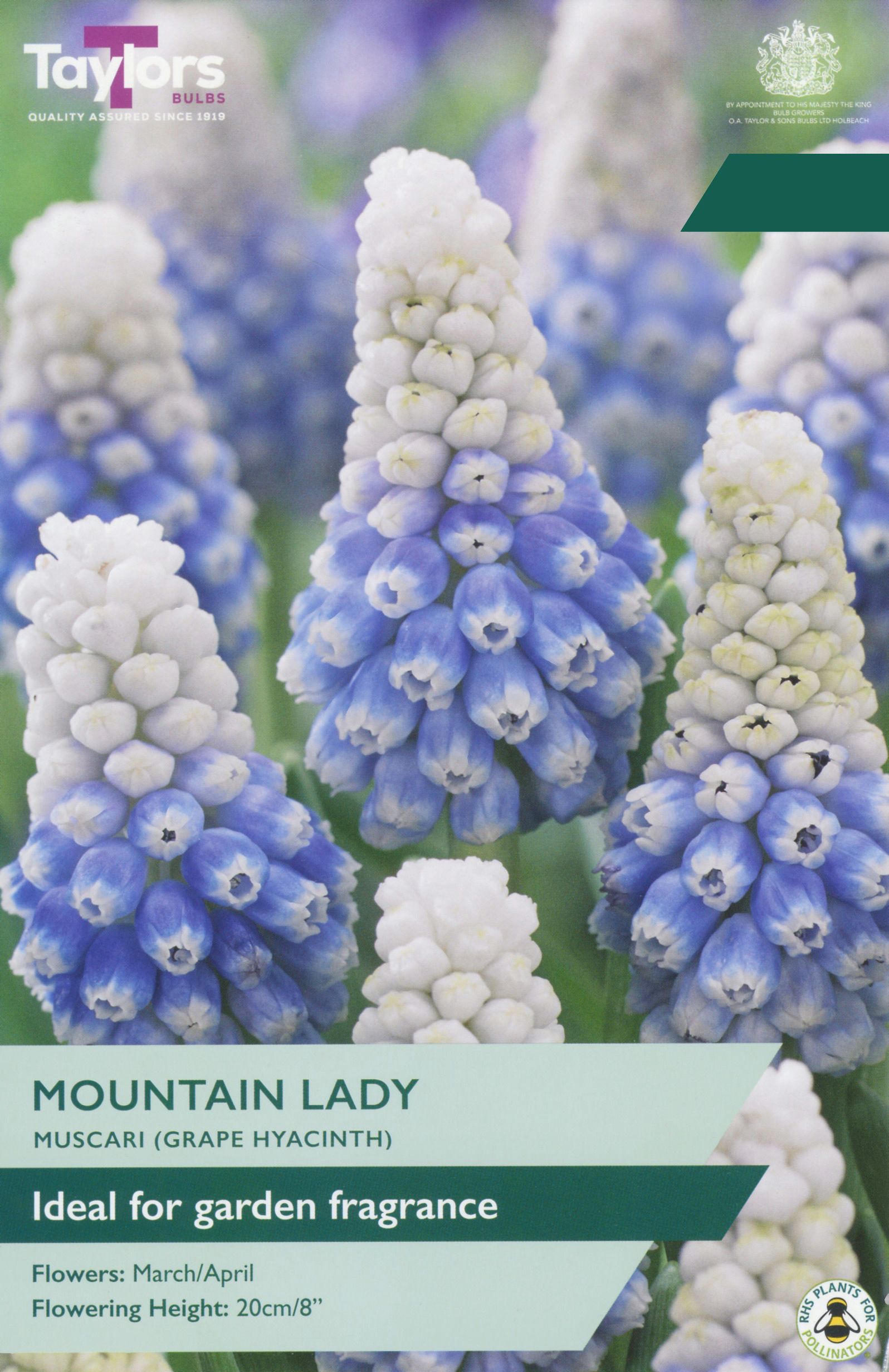 Taylors Choice Muscari Mountain Lady Pre-pack