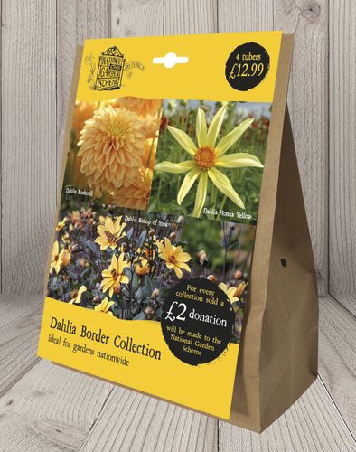 NGS Dahlia Border Collection