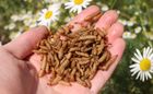 Dried Calciworms