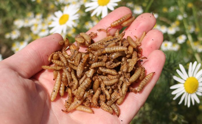 Dried Calciworms