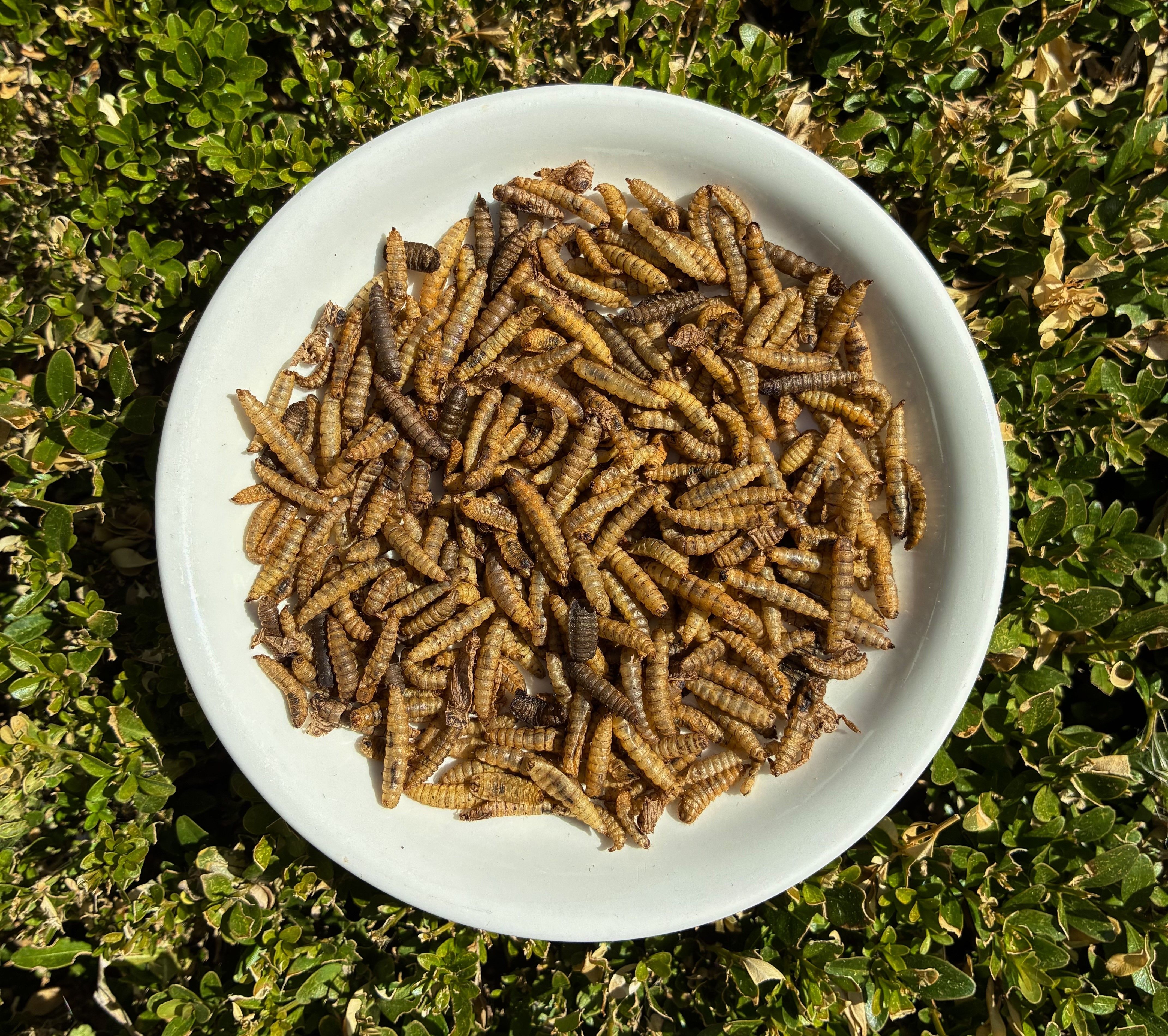 Dried Calciworms