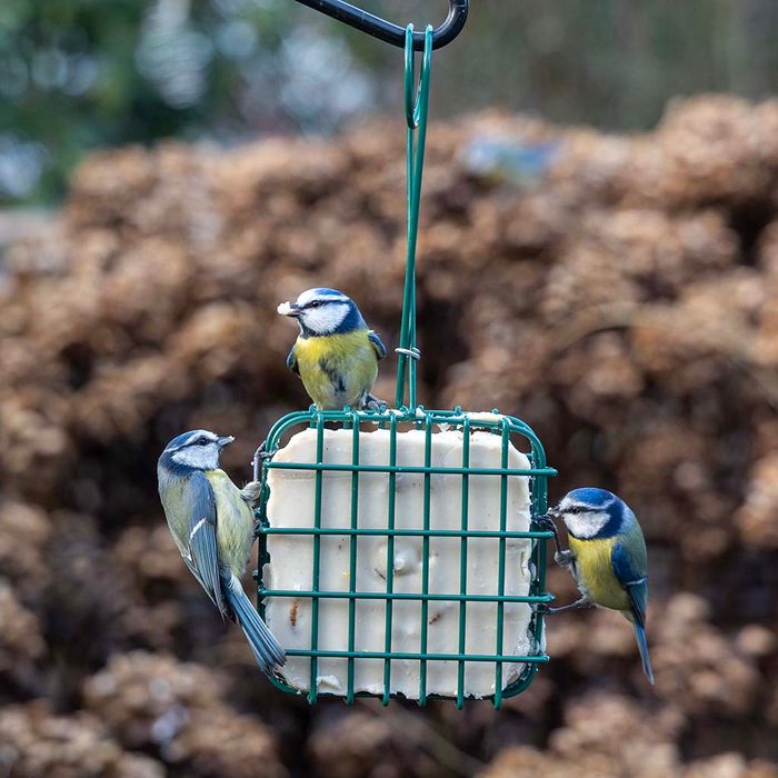 Scoop & Feed Collection