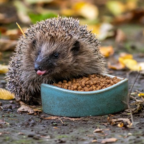 National Trust Hedgehog Collection