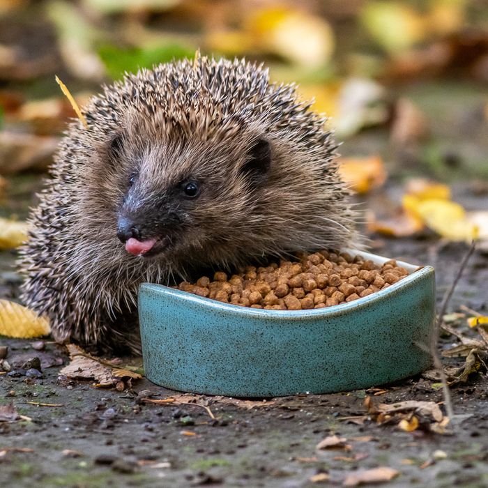 National Trust Hedgehog Collection