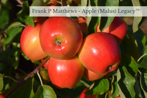 Apple (Malus) Legacy™