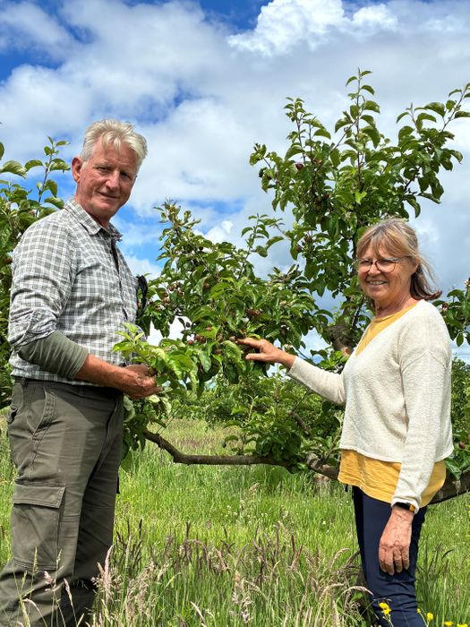 Apple (Malus) Legacy™