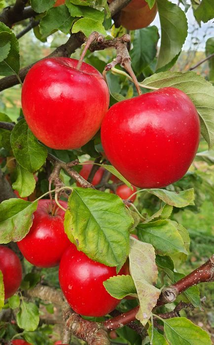 Apple (Malus) Legacy™