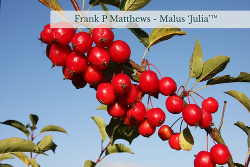 Malus ‘Julia’™