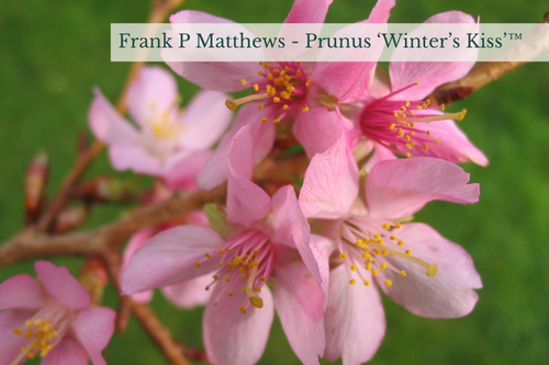 Prunus ‘Winter’s Kiss’™