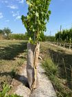 Hemp tree trunk protector
