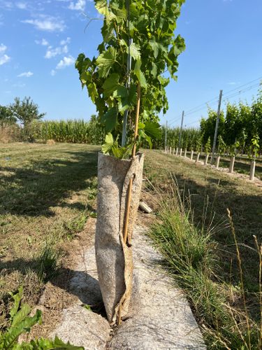 Hemp tree trunk protector