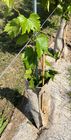 Hemp tree trunk protector