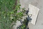 Hemp mulch square