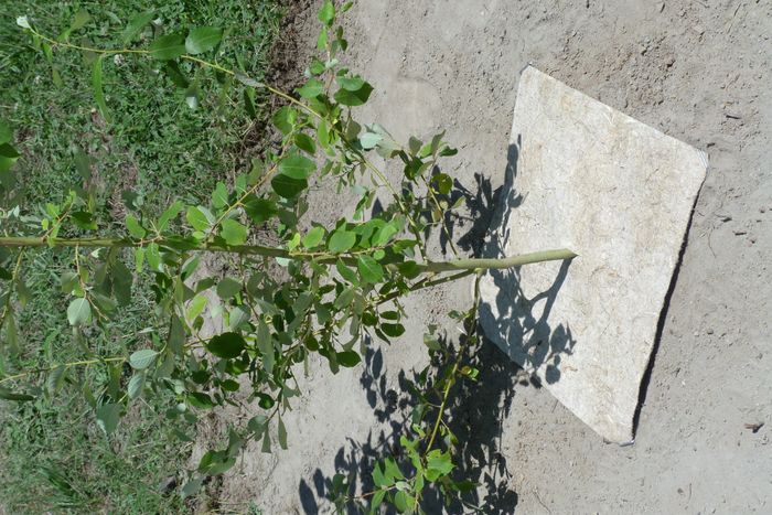 Hemp mulch square