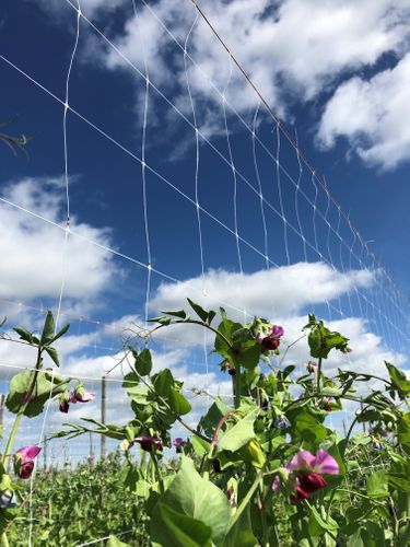 Green support net
