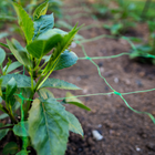 Green support net