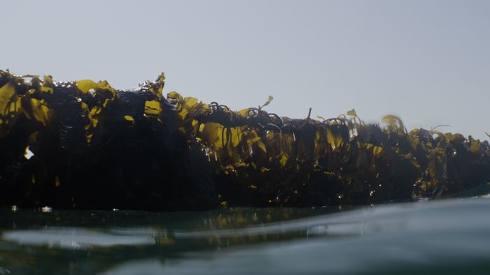 Kelp Shot 5L - Organic Seaweed Plant Feed