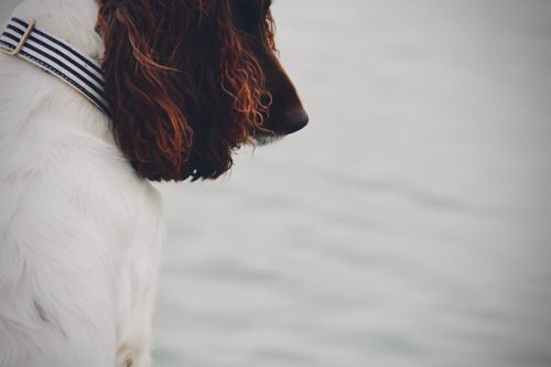 Salty Sea dog