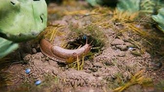 Pest Problems. Lodi Solutions.
