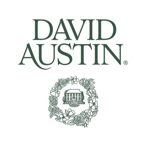 David Austin Roses