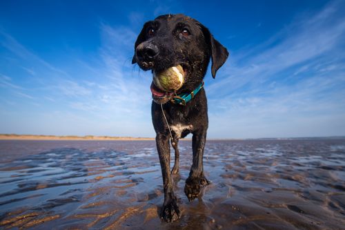 Storeys and Tails, All weather dog collar