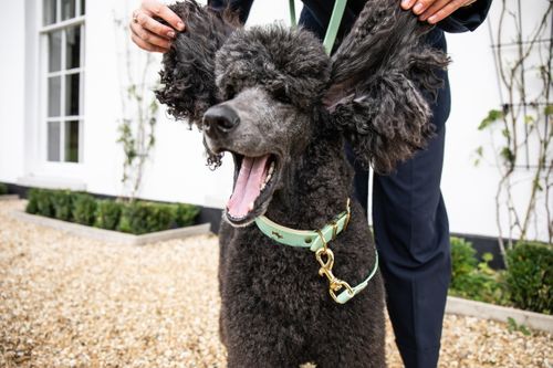 Storeys and Tails, Luxury leather Mint collar