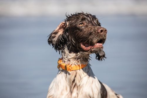 Storeys and Tails, All weather orange collar