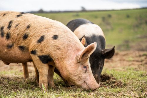 We rear native breed, properly free range pigs to produce pork that is unmatched in taste and texture.