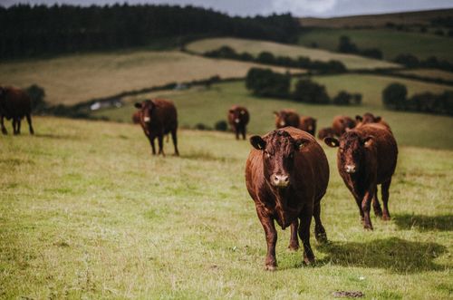 Our network of small-scale, family farms rear native breed, 100% grass fed cattle, for exceptionally tasting beef.