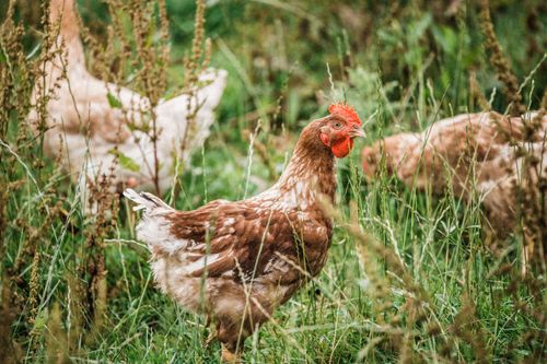 Our chickens live a proper free range lifestyle, with the freedom to peck, scratch, flap and roam contendedly, just how nature intended.