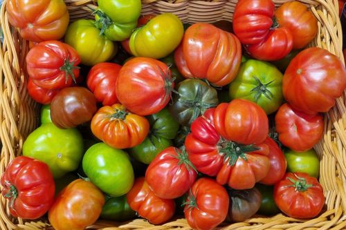 How to grow your best ever tomatoes?