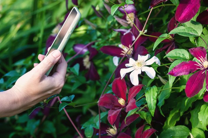 How to Use AI Plant Diagnostics for Better Customer Care