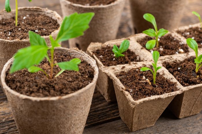 Eco-Friendly Packaging Solutions for Horticulture Products