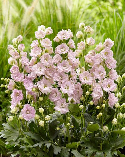 Mr Plant Geek’s Plant Trends for 2025