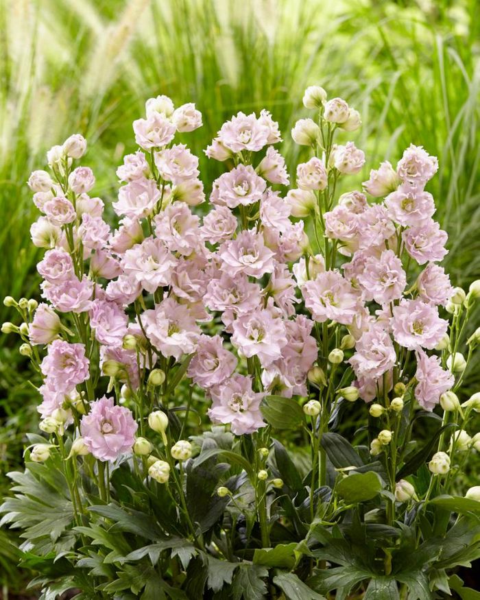 Mr Plant Geek’s Plant Trends for 2025