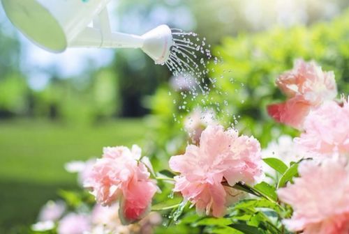 Learn all about National Gardening Week