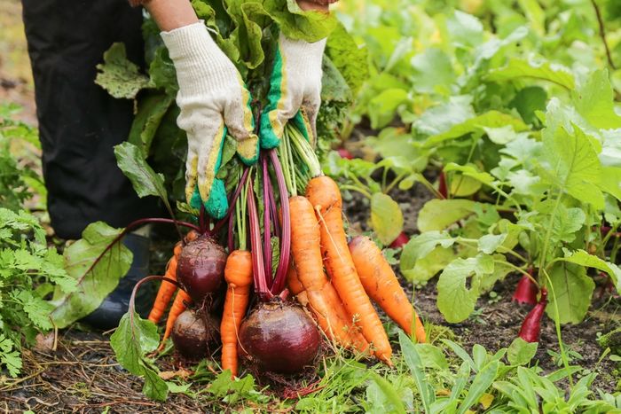 The Role of Organic Products in the Future of Gardening Retail