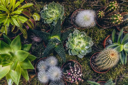 Gardening in the UK: A Flourishing Industry - Stats, Trends and Tips for Retailers