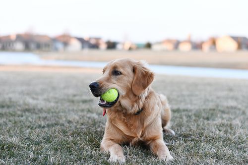 New dog products to add to your range