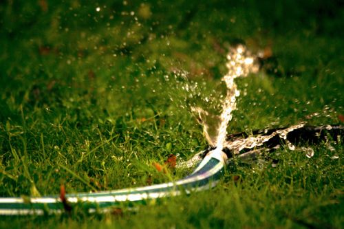 How Is the 2026 Heatwave Changing the Way We Garden?