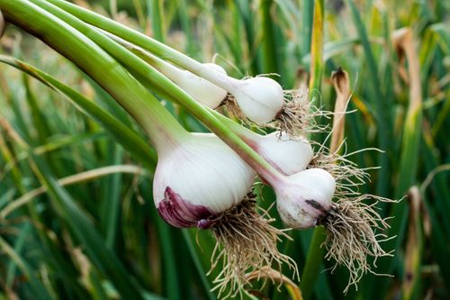 How to grow your&nbsp;best ever&nbsp;garlic&nbsp;