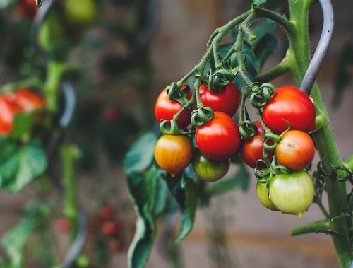 How to grow your best ever tomatoes?