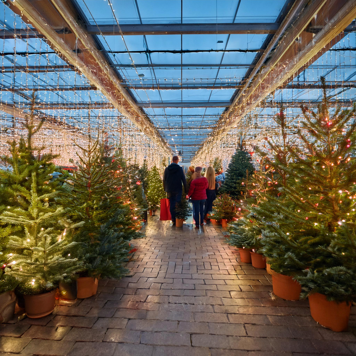 Deck the Halls: Festive marketing ideas to boost holiday sales
