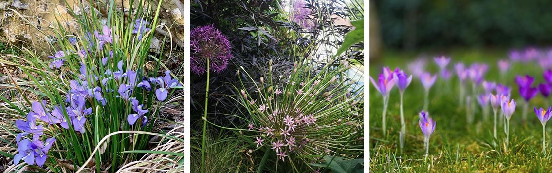 Lilac flowers