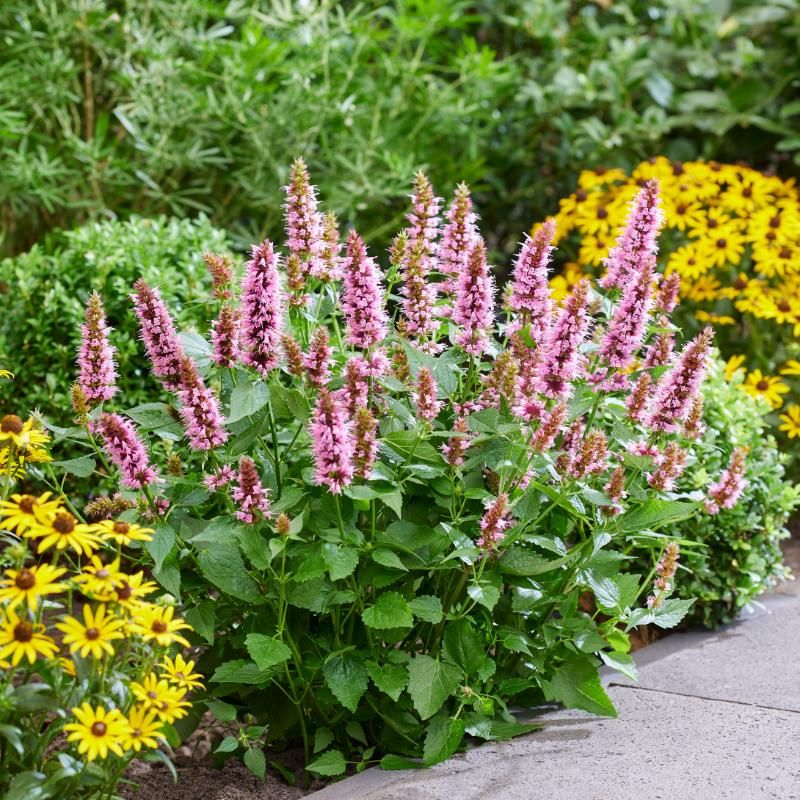 plant trends