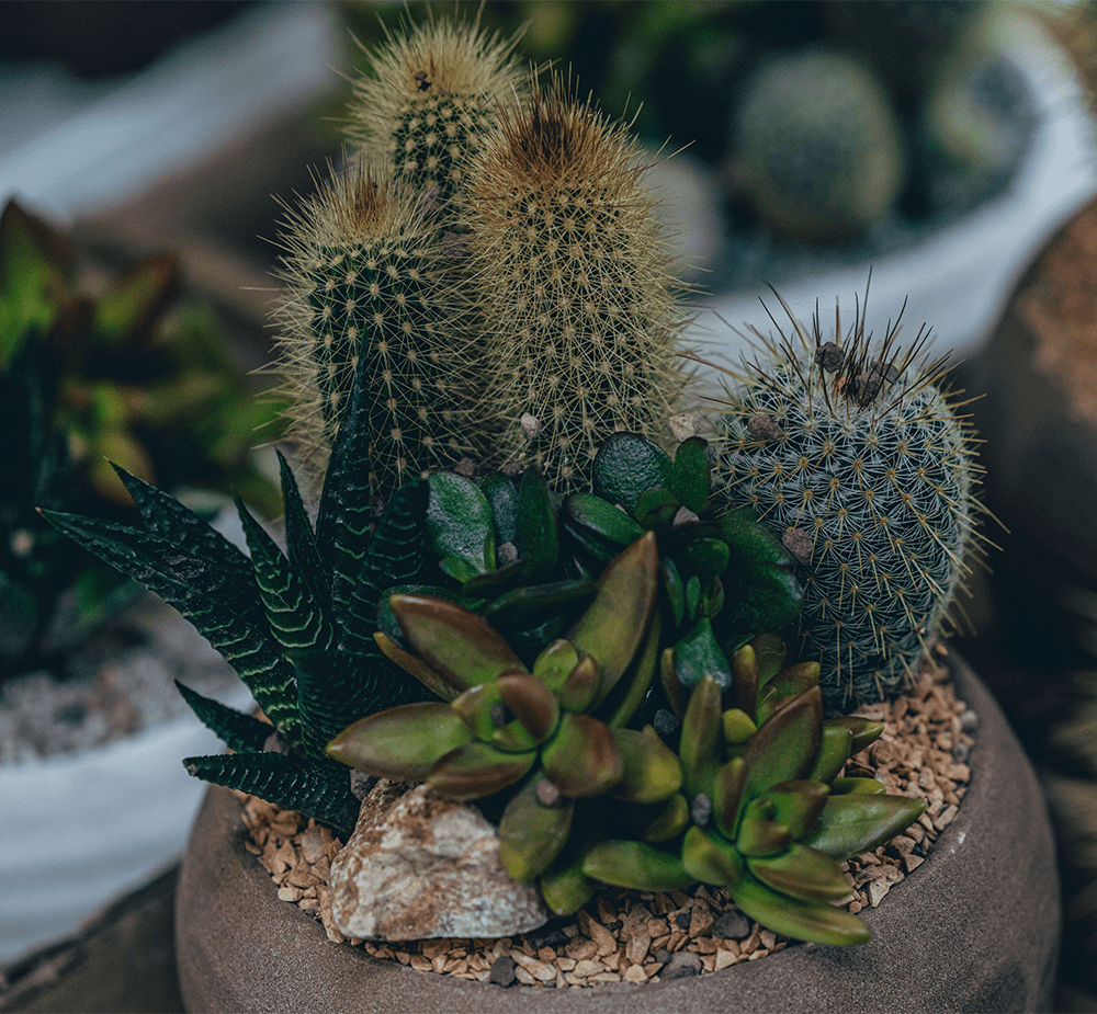 Cactus plant at Glee Future Plants display