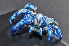 Blue tarantula - Giulia Iosco