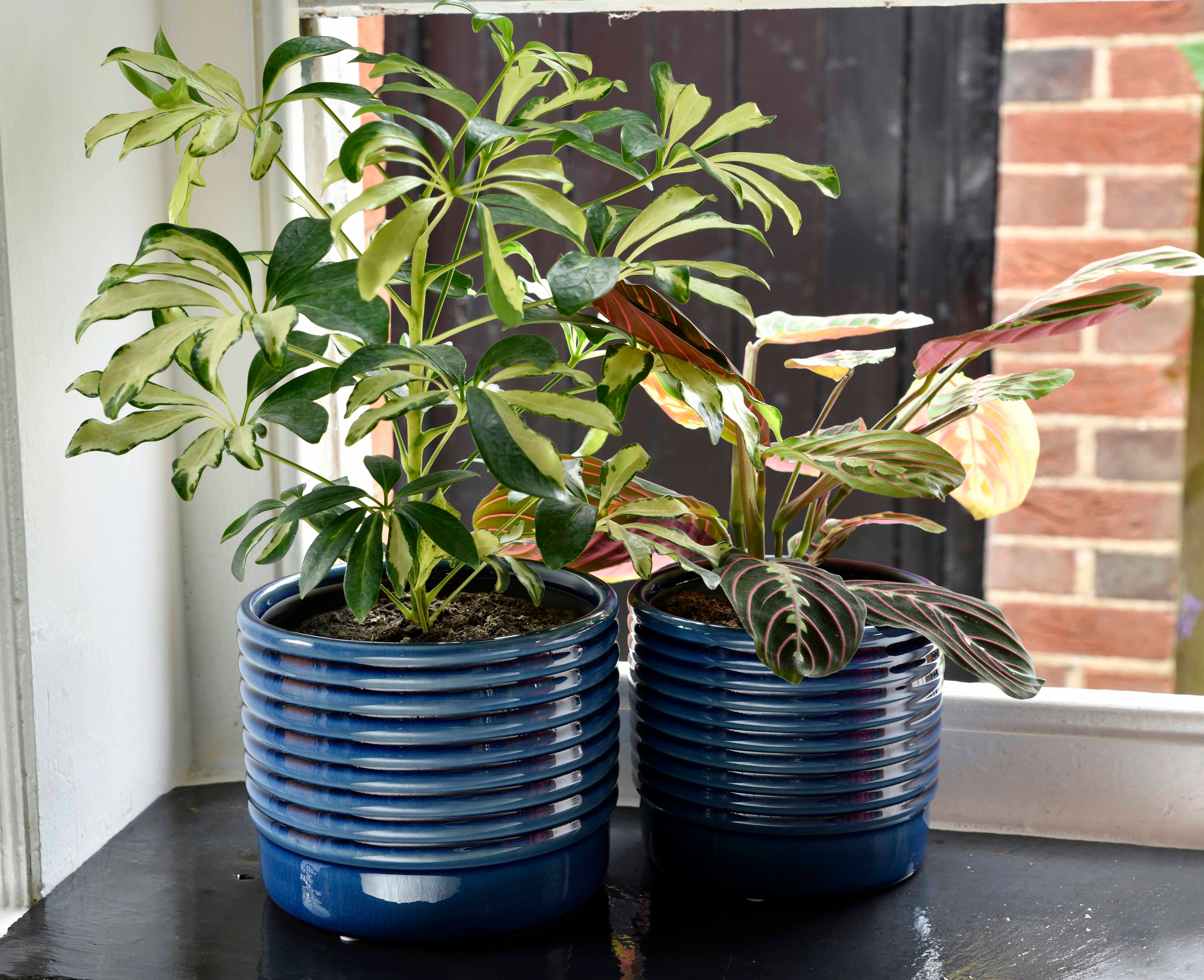 New indoor plant pots and mini vases by Burgon & Ball